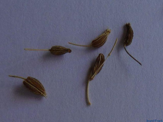Pimpinella anisum / Anis