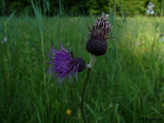 Cirsium rivulare / Bach-Kratzdistel    V-VI