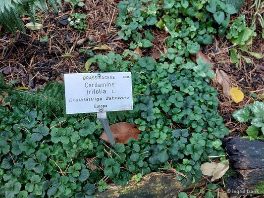 Cardamine trifolia / Kleeblatt-Schaumkraut  (19.11.2023; Botanischer Garten Universität Heidelberg)