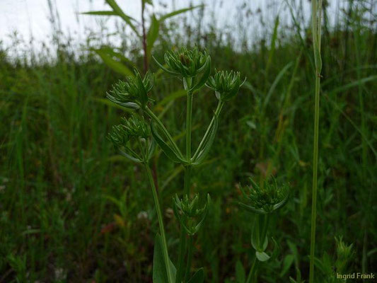 Centaurium erythraea / Echtes Tausendgüldenkraut  (17.06.2011; Lanzenreute, Bodenseebecken/Westallgäuer Hügelland)