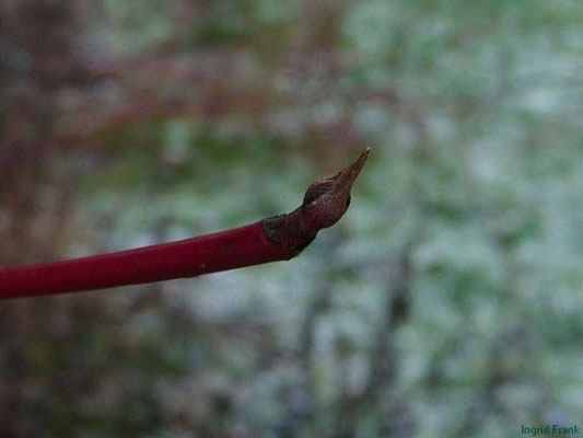 18.01.2012-Cornus sanguinea - Blutroter Hartriegel