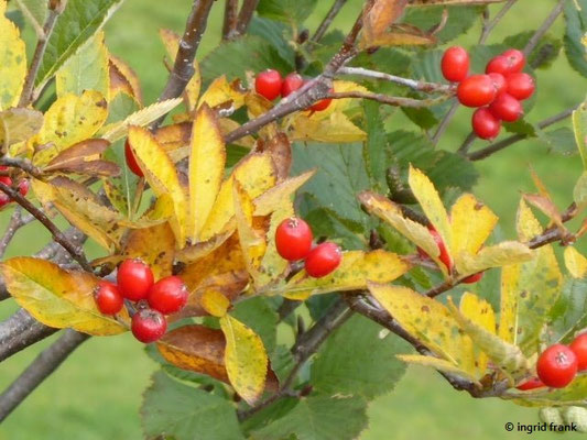 Sorbus chamaemespilus / Zwerg-Mispel