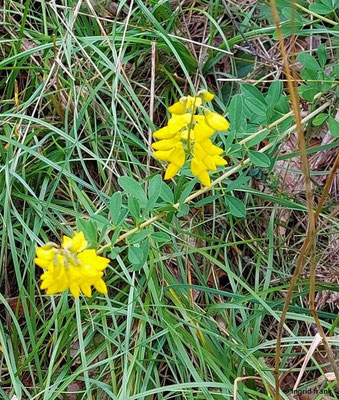 Cytisus nigricans / Schwarzwerdender Geißklee   (26.07.2023; Übersberg bei Pfullingen)
