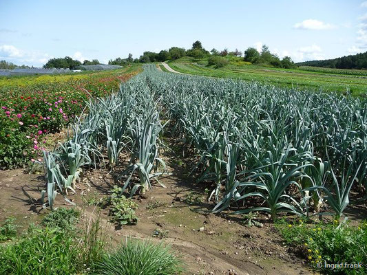 Allium porrum - Gemüse-Lauch, Porree