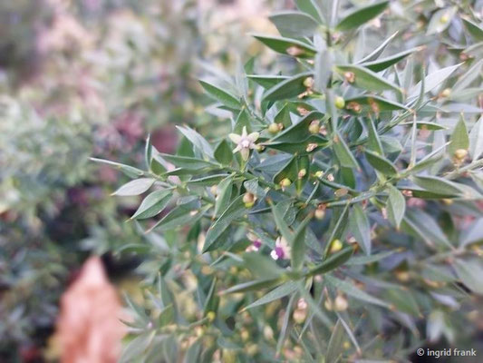 Ruscus aculeatus / Stechender Mäusedorn (22.02.2023; Weinheim, Schau- und Sichtungsgarten Hermannshof)