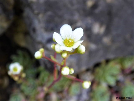 Saxifraga paniculata / Trauben-Steinbrech (Botanischer Garten der Universität Würzburg)