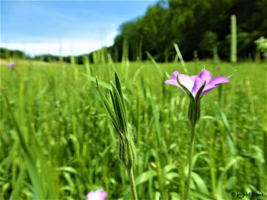 Agrostemma spec. (2 Arten)