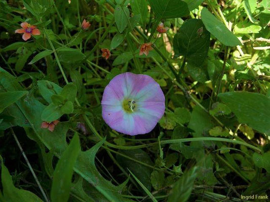 Convolvulus arvensis / Acker-Winde (Stengel liegend oder windend)