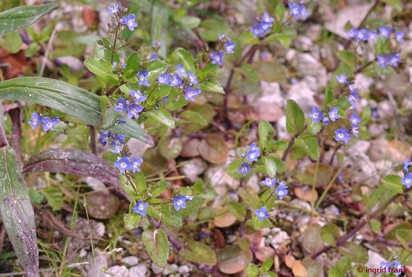 Veronica beccabunga / Bach-Ehrenpreis, Bachbunge   (25.05.2023; Welzheimer Wald)