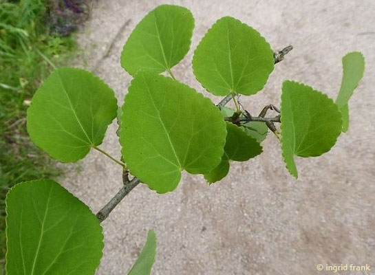 Cerciciphyllum japonicum / Japanischer Kuchenbaum (28.06.2018; Schlosspark Greiz)
