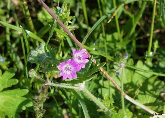 Geranium molle / Weicher Stochschnabel     V-X 