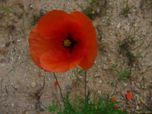 Papaver rhoeas / Klatsch-Mohn    V-VII