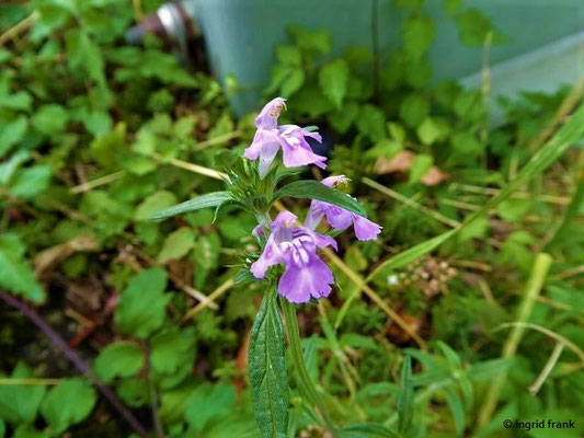 Galeopsis ladanum / Acker-Hohlzahn    VI-X