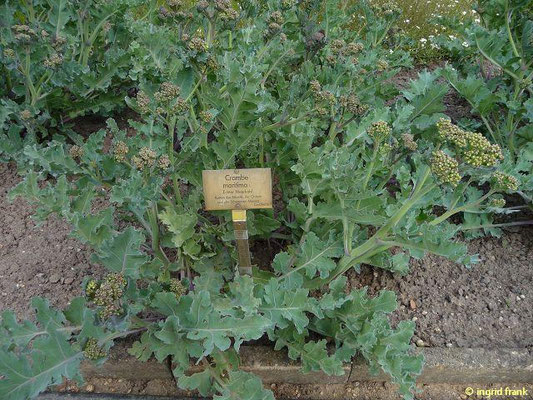 Crambe maritima / Echter Meerkohl   (Botanischer Garten Berlin)