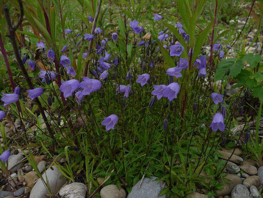 Campanula rotundifolia / Rundblättrige Glockenblume    (25.06.2011; an der Iller bei Illerrieden)
