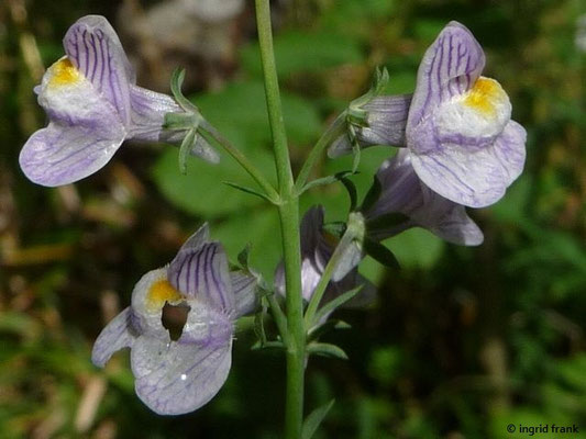 Linaria repens / Gestreiftes Leinkraut    (13.08.2011; Hartmannsweilerkopf)