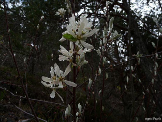 Amelanchier spec. (20 Arten)