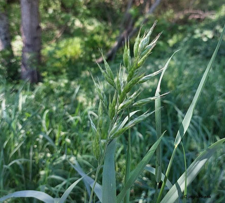 Bromus hordeaceus / Weiche Trespe  V-VII(-X)