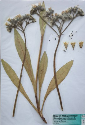 Pilosella caespitosa / Wiesen-Mausohrhabichtskraut    V-VIII   (Herbarium Dr. Wolf von Thun)