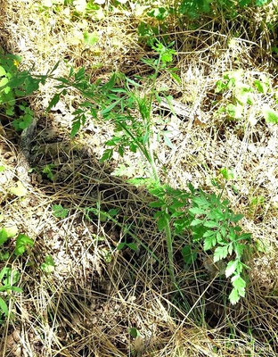 Daucus carota / Wilde Möhre  (24.06.2024; NSG Sandhausener Düne, Pferdstrieb)