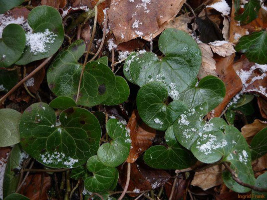 Asarum spec. (100 Arten)