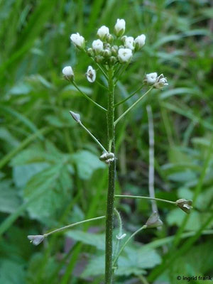 Capsella bursa-pastoris / Gewöhnliches Hirtentäschelkraut    (10.05.2017; Baienfurter Wald)