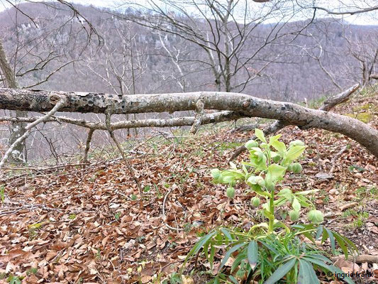 Helleborus foetius / Stinkende Nieswurz  (31.03.2025; Lochenstein bei Reutlingen)