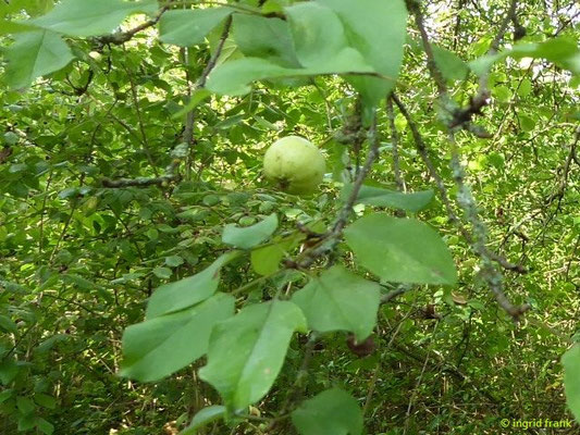 Malus sylvestris / Wild-Apfel, Holz-Apfel    V