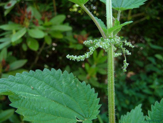 Urtica dioica / Große Brennnessel    VII-X