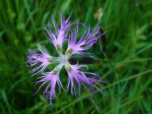 Dianthus superbus / Pracht-Nelke