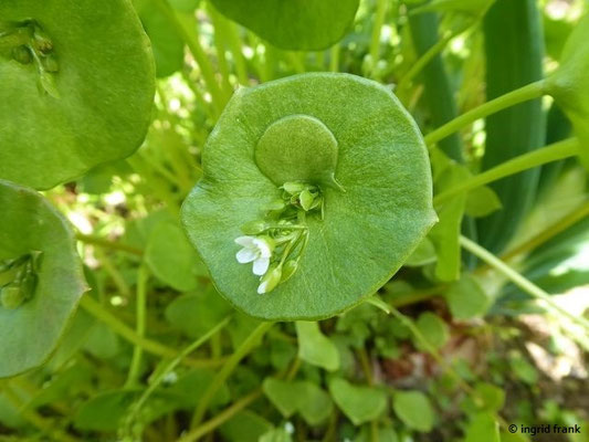 Claytonia spec. (27 Arten)