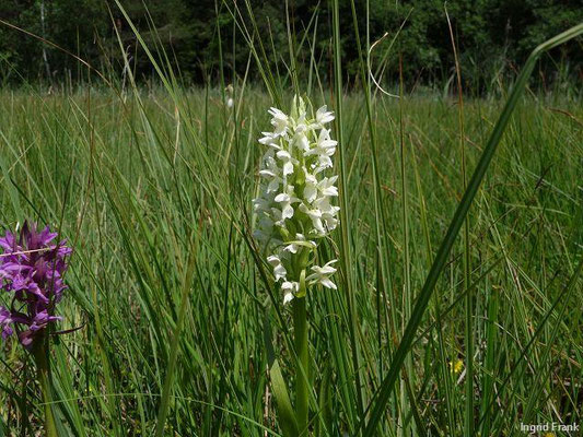 Dactylorhiza incarnata ssp. ochroleuca / Hellgelbe Fingerwurz