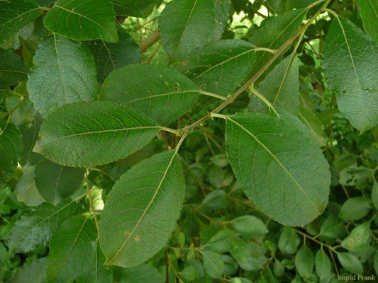 08.07.2012: Salix caprea / Sal-Weide