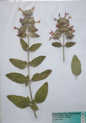 Clinopodium vulgare / Gewöhnlicher Wirbeldost    (08/2010; Obersexau)   (Herbarium Dr. Wolf von Thun)