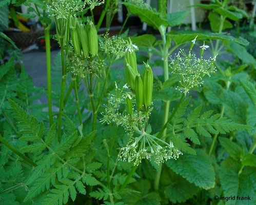 Myrrhis odorata