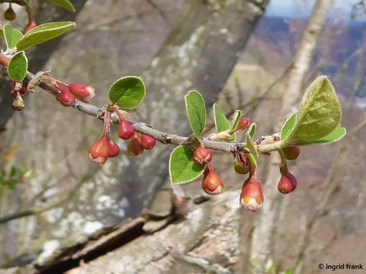 Cotoneaster integerrimus / Gewöhnliche Zwergmispel