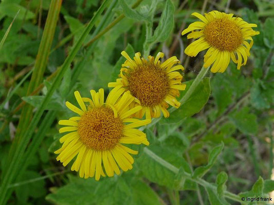 Pulicaria dysenterica / Großes Flohkraut