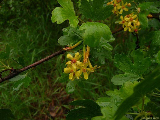 Ribes aureum / Gold-Johannisbeere
