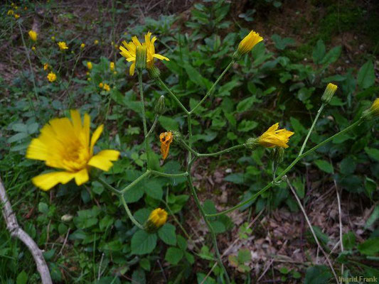 Hieracium murorum / Wald-Habichtskraut