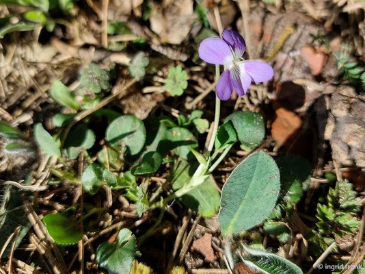 Viola rupestris / Sand-Veilchen  