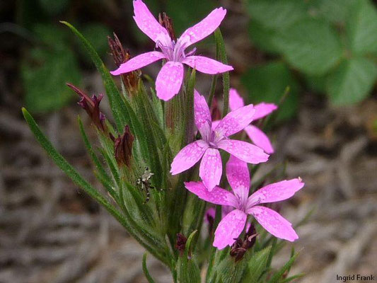 Dianthus armeria - Raue Nelke