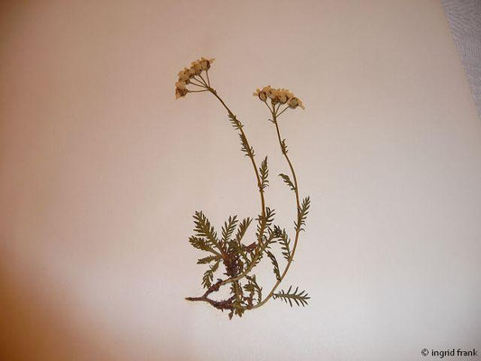 Achillea erba-rotta ssp. moschata - Moschus-Schafgarbe  (VI-VIII)