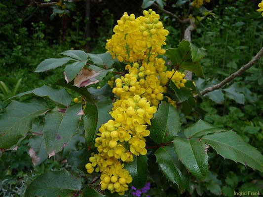 Mahonia aquifolium / Mahonie    IV-VI