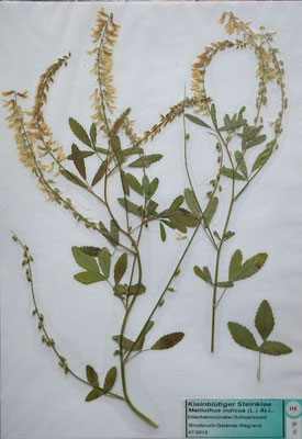 Melilotus indicus / Kleinblütiger Steinklee    (Herbarium Dr. Wolf von Thun)