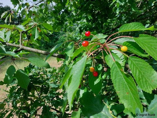 Prunus avium / Vogel-Kirsche, Süß-Kirsche