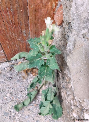 Hyoscyamus albus / Weißes Bilsenkraut (30.09.2025; Forza d'Agró)