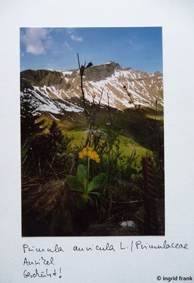 Primula auricula / Alpen-Aurikel    IV-VI