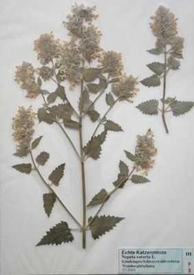 Nepeta cataria / Echte Katzenminze    VII-IX    (Herbarium Dr. Wolf von Thun)