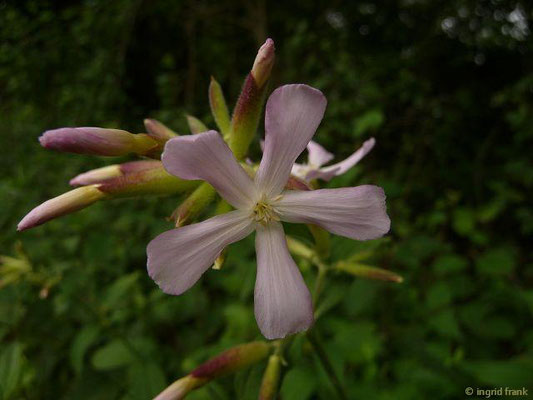 Saponaria officinalis / Echtes Seifenkraut    VI-IX