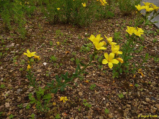 Linum flavum / Gelber Lein (Botanischer Garten Universität Heidelberg)    VI-VII